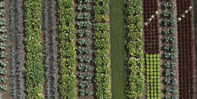 Aerial drone view over the Vitalis strip cropping field in Voorst, displaying several different long lines of crops parallel to each other